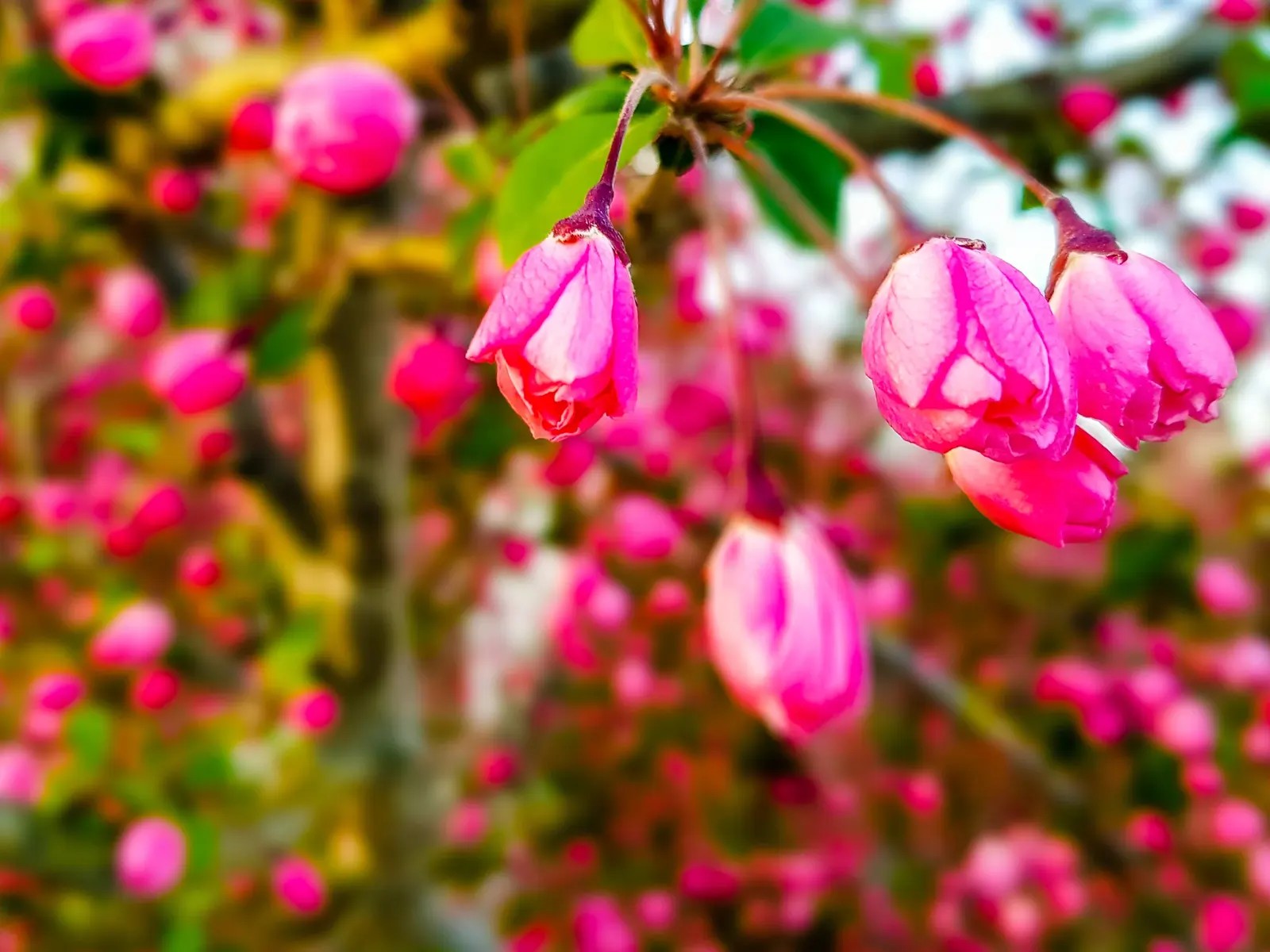 Tropical flowers, Costa Rica